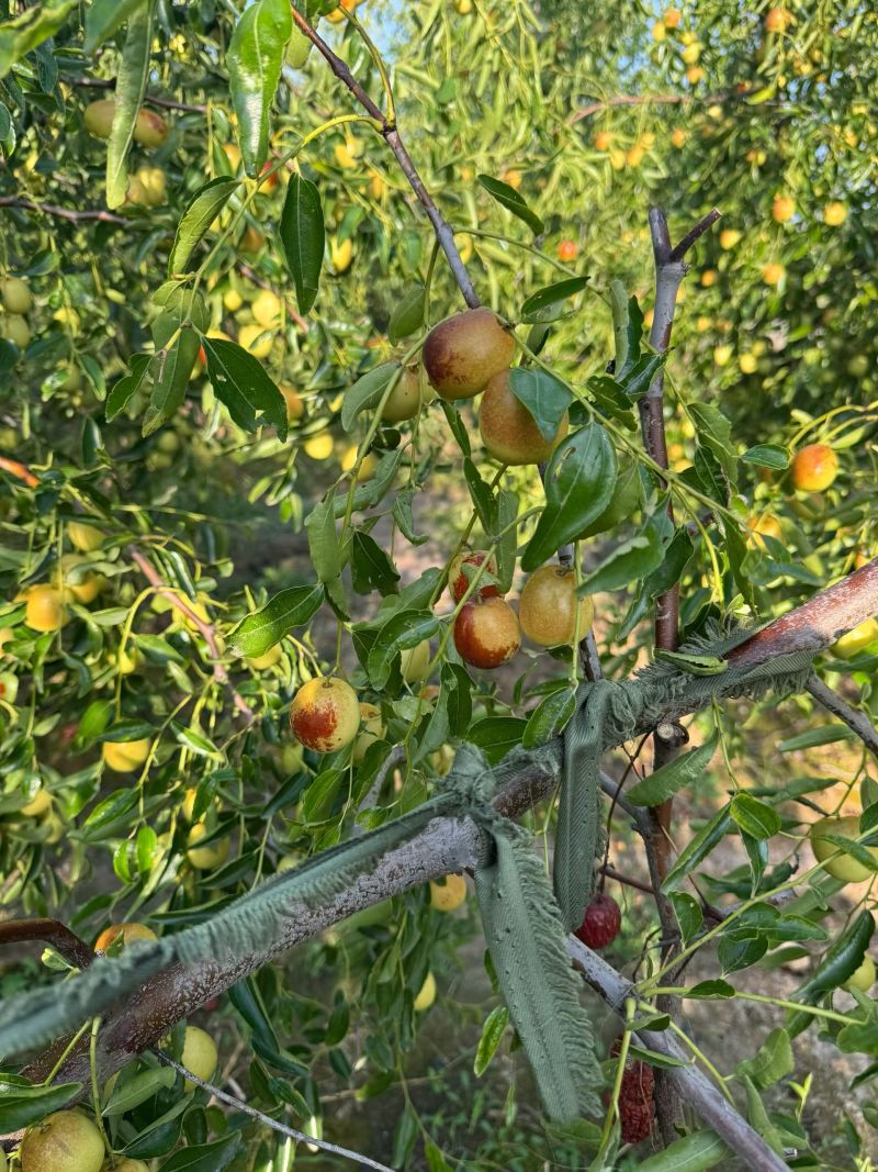 黃驊冬棗 河北滄州的“金疙瘩”，品質(zhì)與實惠的完美結(jié)合