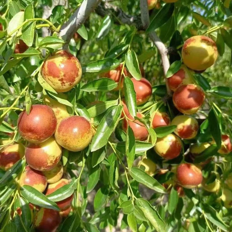 河北黃驊冬棗 雨前珍品，質(zhì)優(yōu)價美，批發(fā)首選