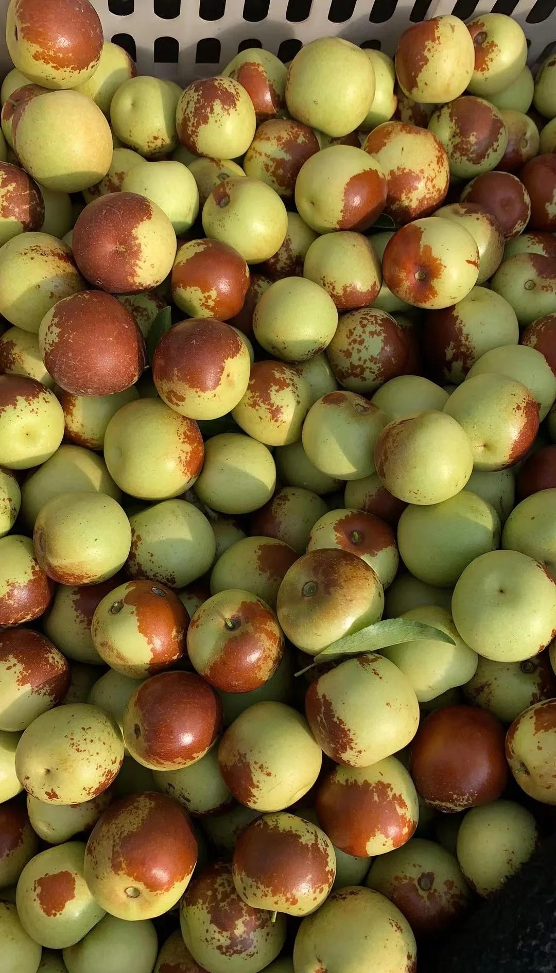 黃驊冬棗鮮到爆！舌尖速遞，領(lǐng)略冰甜脆爽的秋日珍饈