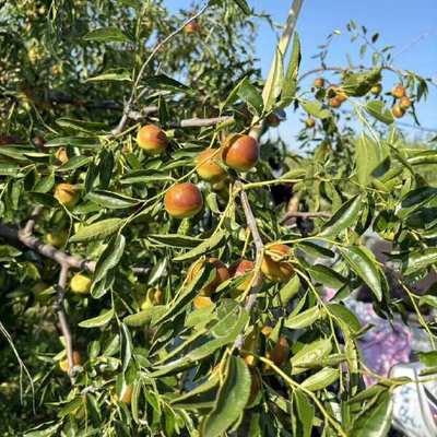 黃驊冬棗 個大皮薄，脆甜沁心的北方珍果